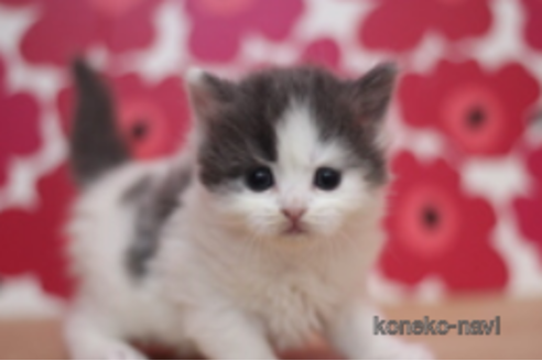 成約済の東京都のブリティッシュショートヘア-75053の2枚目